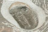 Ventral Austerops Trilobite - Jorf, Morocco #204489-4